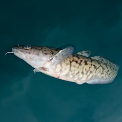 Trüsche im See
