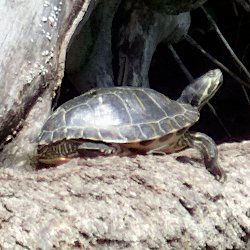 Gelbwangenschildkröte auf Baumstamm im See