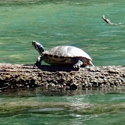 Gelbwangenschildkröte auf Baumstamm im See