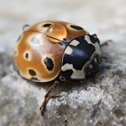 Augenmarienkäfer