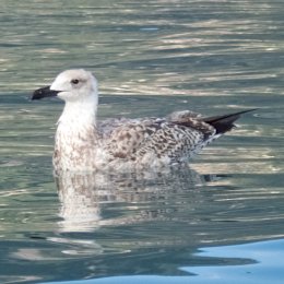 Möwe