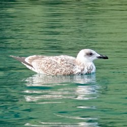 Möwe