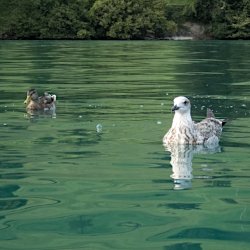 Möwe