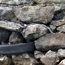 Schlange auf der Steinmauer