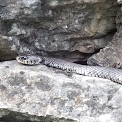 Schlange auf der Steinmauer