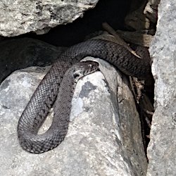 Schlange auf der Steinmauer