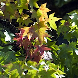 Erste verfärbte Blätter am Amberbaum