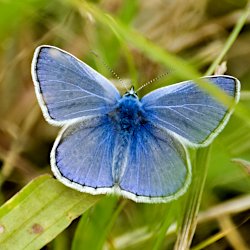 Blauer Schmetterling Oberseite