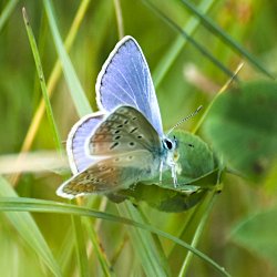 Blauer Schmetterling Seitenansicht mit Flügelunterseite