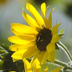 Sonnenblume mit Biene