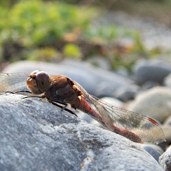 Rote Libelle
