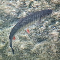 Fisch unter Wasser