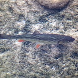 Fisch unter Wasser