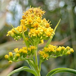 Blüten Spätblühende Goldrute