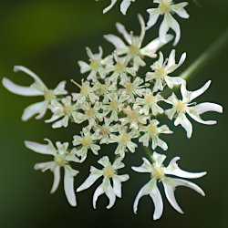 Blüten Wiesen-Bärenklau