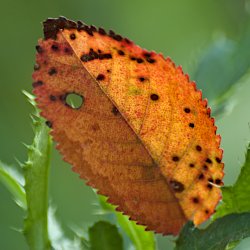 Brombeerblatt im Gestrüpp