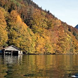 Herbstwald am See