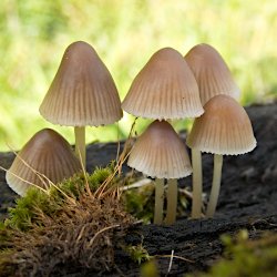 Pilze