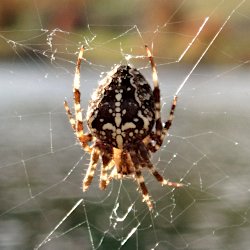 Kreuzspinne