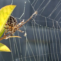 Kreuzspinne