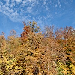 Herbstwald am See