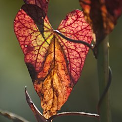 Herbstblatt einer Zaunwinde