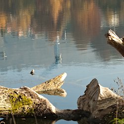 Waldspiegelung im See