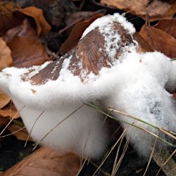 Pilz