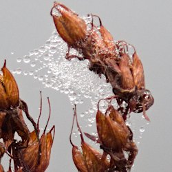 Spinnennetz mit Wassertropfen