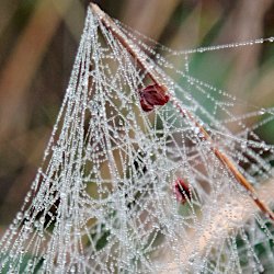 Gespinstmottennetz mit Wassertropfen