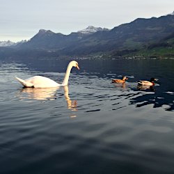 Schwan und Enten