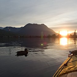 Ente und Faltboot im Sonnenuntergang