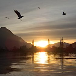 Sonnenuntergang mit fliegenden Möwen