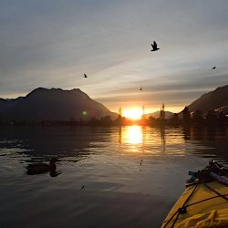 Ente, Möwen und Faltboot im Sonnenuntergang