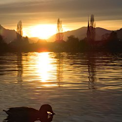 Ente im Sonnenuntergang