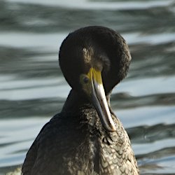 Kormoran Kopf