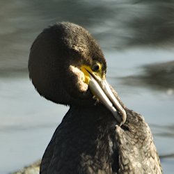 Kormoran Kopf