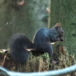 Eichhörnchen auf Baumstumpf sitzend