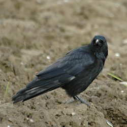 Rabenvogel auf dem Acker