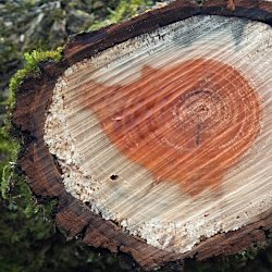 Querschnitt Stamm Weide