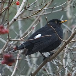 Amselmännchen auf Eberesche
