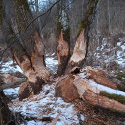 Biberschäden an Erlen