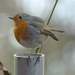 Rotkehlchen
