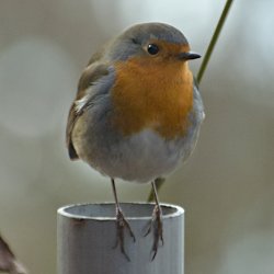 Rotkehlchen