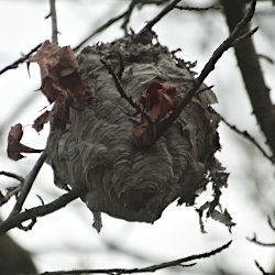 leeres Hornissen- oder Wespennest am Baum