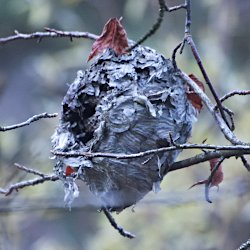 leeres Hornissen- oder Wespennest am Baum
