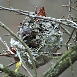 leeres Hornissen- oder Wespennest am Baum