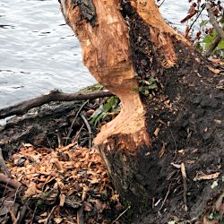 Biberspuren am Baum