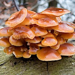orange, schleimige Pilze auf Baumstamm