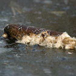 Rohrkolben auf dem Eis